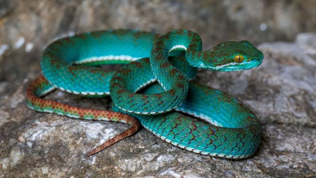 The blue green pit viper