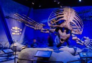 A Treasure Trove Of Incredible Fossils Were Found In A Texas Cave, Including Those Coming From A Giant Tortoise