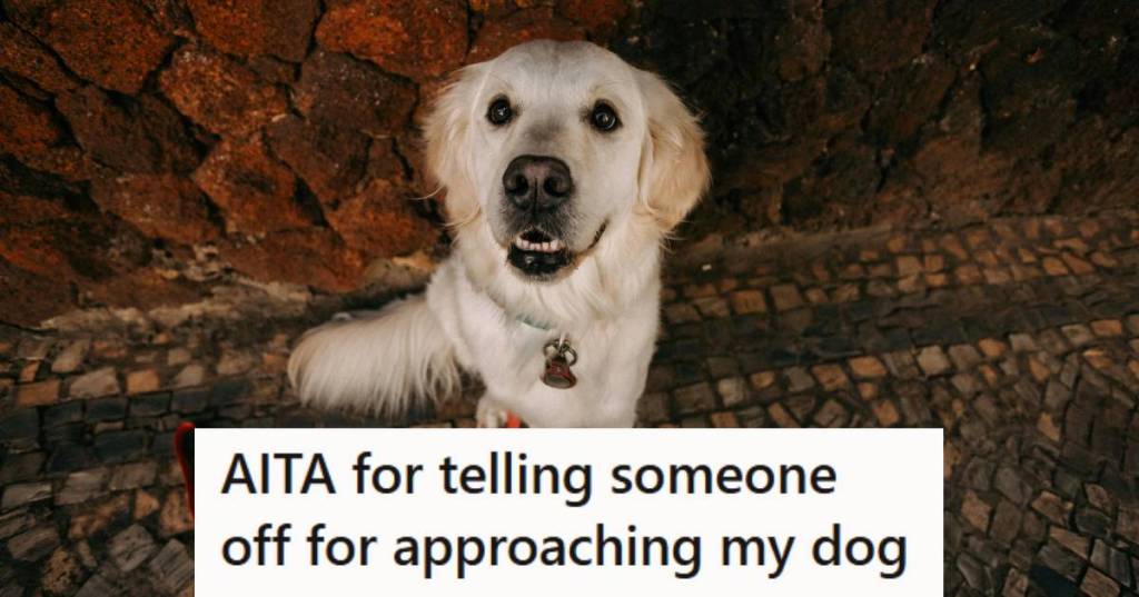 Young golden retriever puppy in training