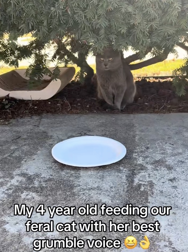 cat getting some food