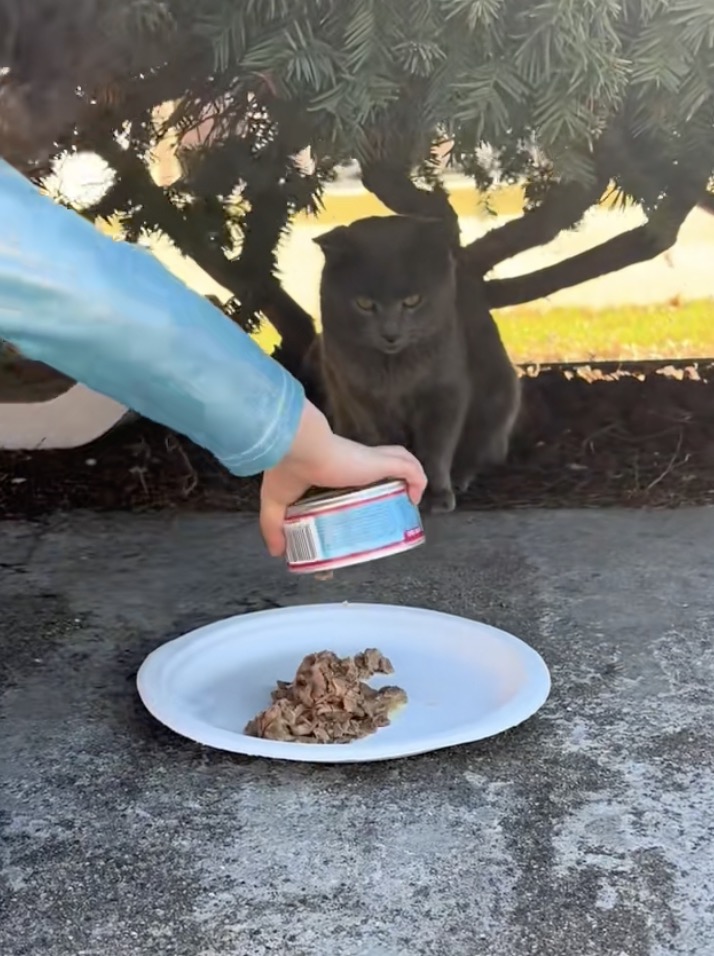 cat getting some food