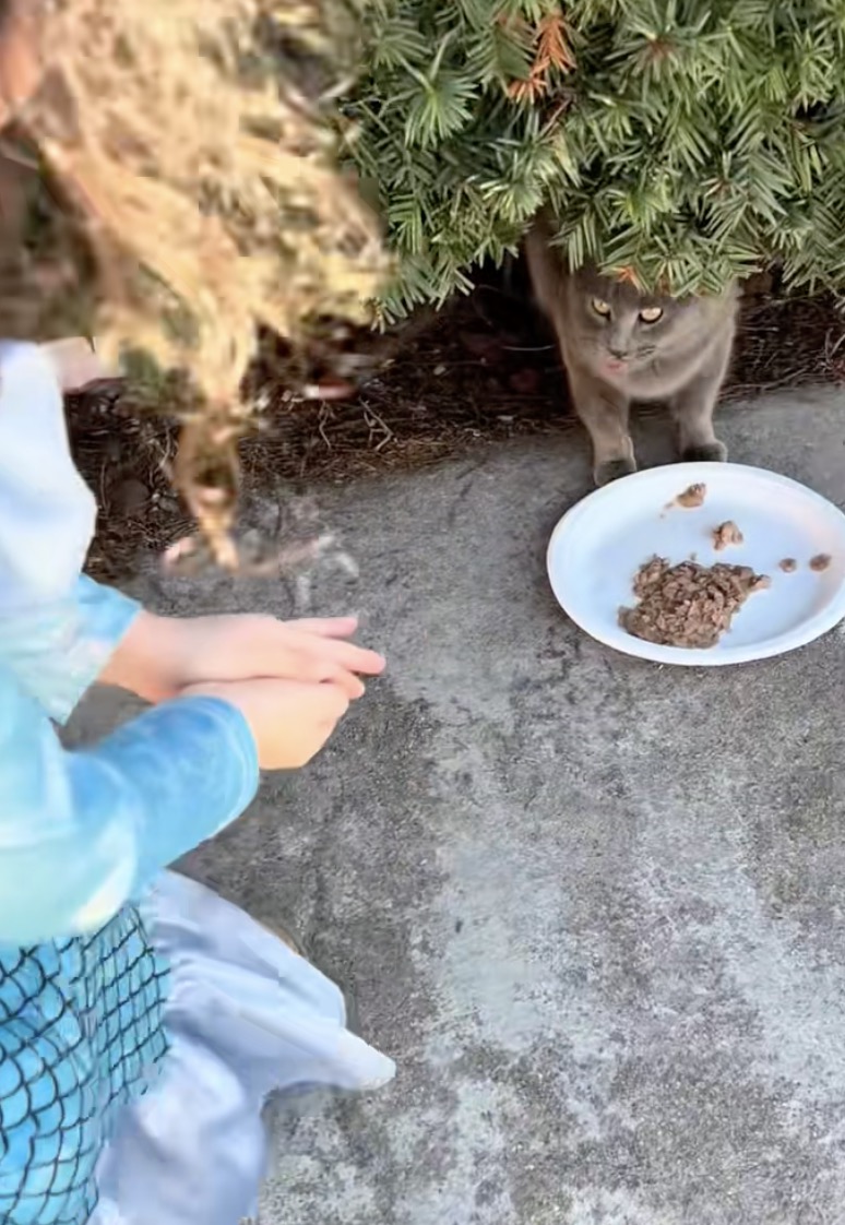 cat getting some food