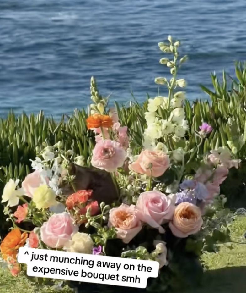 squirrel eating a bouquet