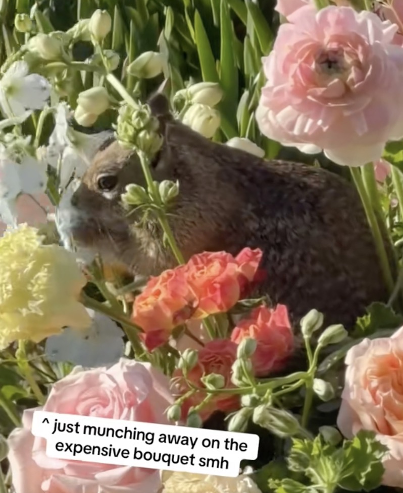squirrel eating a bouquet