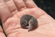 Just How Small Can Mammals Get, And Why Aren’t There Any Mammals The Size Of Tiny Insects Or Even Microscopic Mammals?