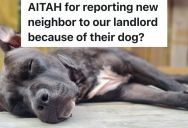 Woman’s New Neighbors Let Their Dogs Use The Patio As A Restroom, So She Reported Them To The Landlord Because She Can’t Handle The Smell
