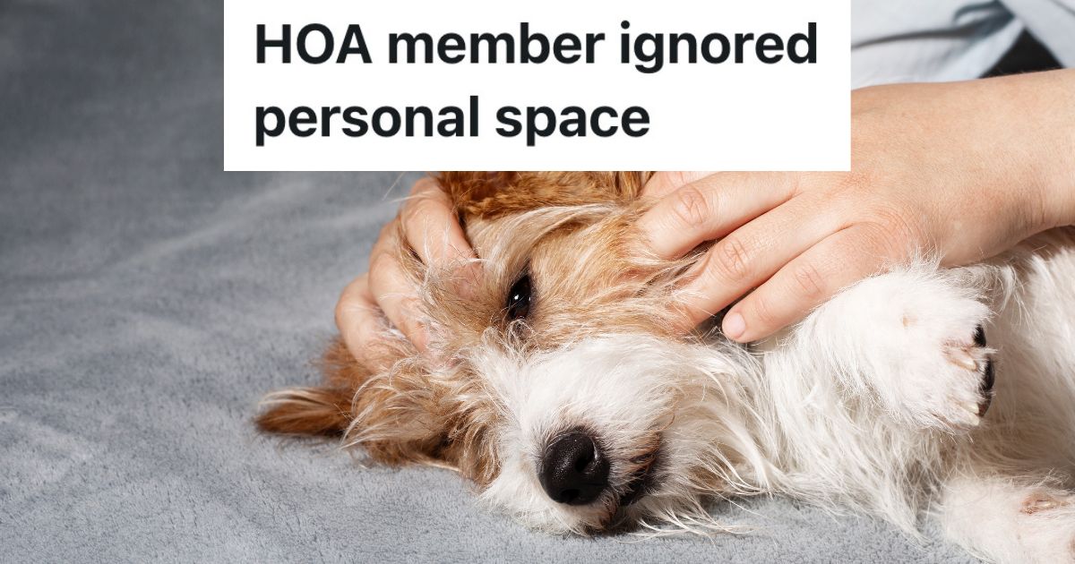 person petting Jack Russel Terrier dog