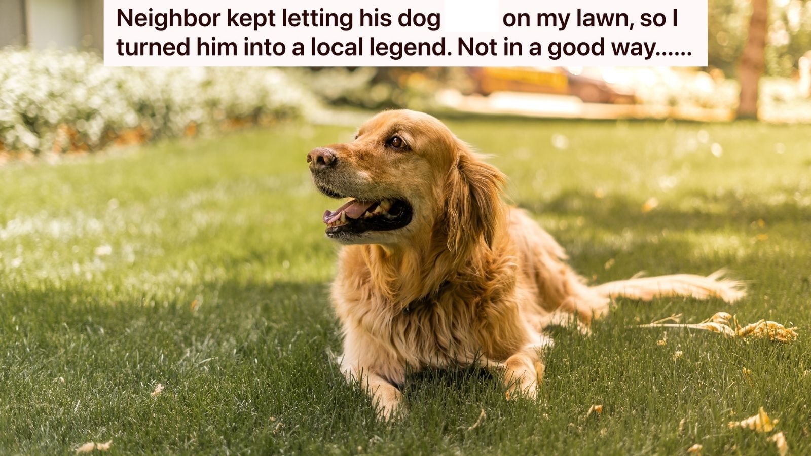 golden retriever in grass