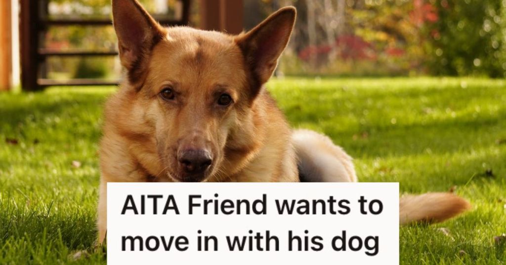 A German Shepherd dog on the grass