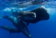 Incredible Footage Of The Birth Of A Baby Whale And The Care It Received From Both Family And Friends In The Following Hours