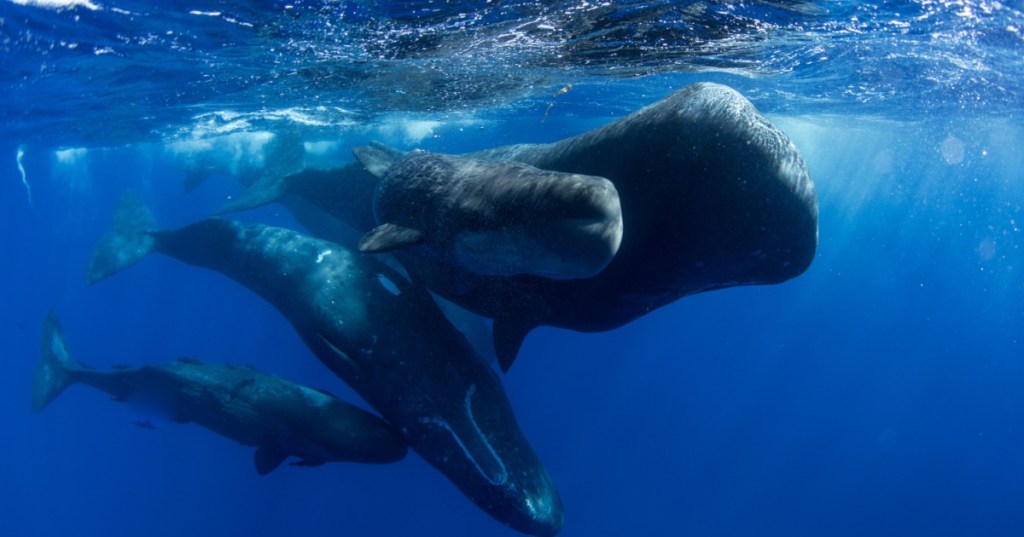 Family of sperm whales