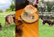 These Rescued Ducklings Became Best Friends With the Family Dog