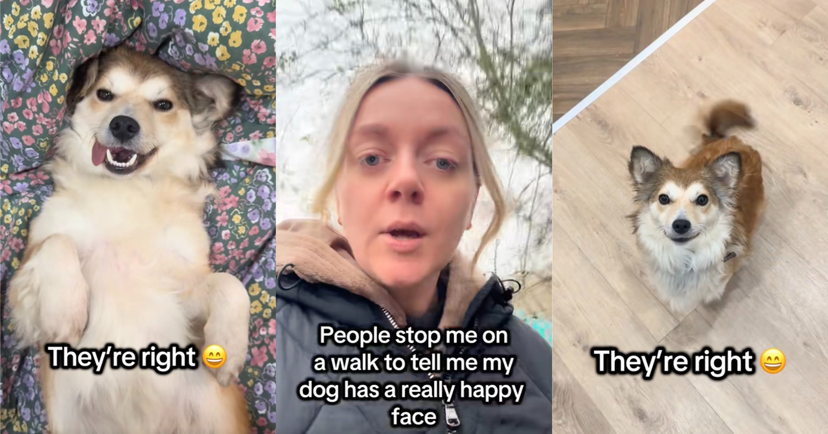 She Was Rescued and Given a New Home, and Now She Can’t Stop Smiling dog with a smile