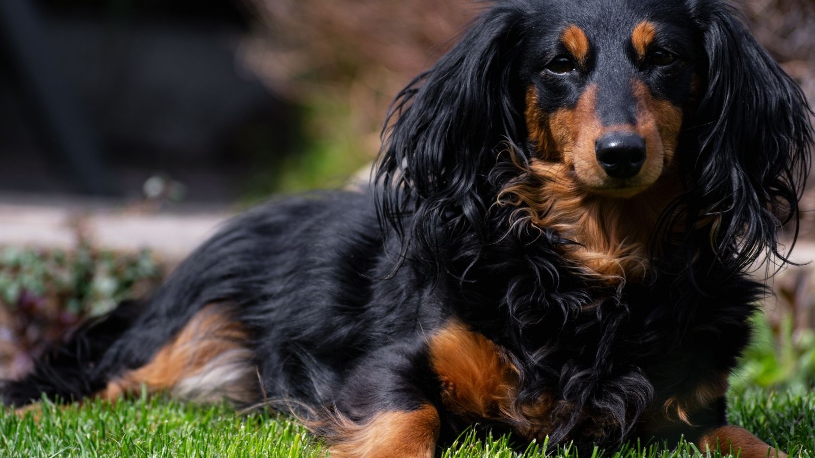 Sleep Deprived Woman Tries Unusual Solution to Stop Neighbor’s Barking Dachshund black and tan dachshund
