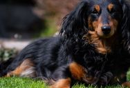 Sleep-Deprived Woman Tries Unusual Solution to Stop Neighbor’s Barking Dachshund