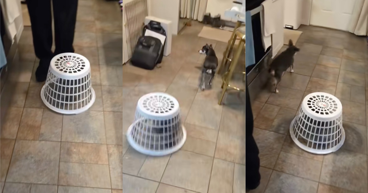 dog in a laundry basket