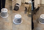 Dog Placed in Laundry Basket to Stop Him Annoying His Brother, but It Doesn’t Go as Planned