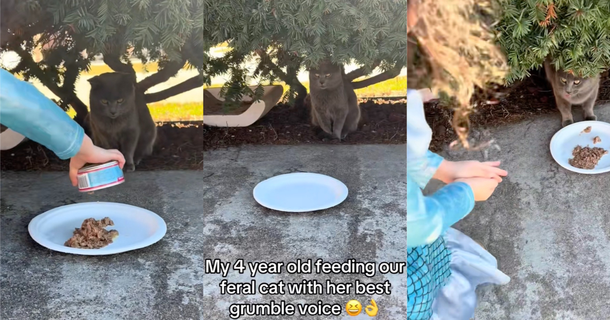 The Backyard Alliance: Why an Aggressive, Wild Feline Let Its Guard Down for a Total Stranger’s Silly Song cat getting some food