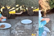 The Backyard Alliance: Why an Aggressive, Wild Feline Let Its Guard Down for a Total Stranger’s Silly Song