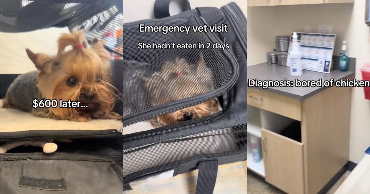 dog at a vet