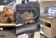 A Routine Vet Expense Turns Into a Shocking Discovery About a Dog’s Health