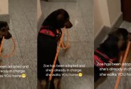 A Rescue Dog Refuses to Let Her Owner Direct Their Walks—and Her Hilarious Sidewalk Strike Is Viral