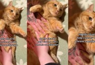 Devoted Owners Reveal the Clever Way They Help Their Constipated Cat Find Instant Relief