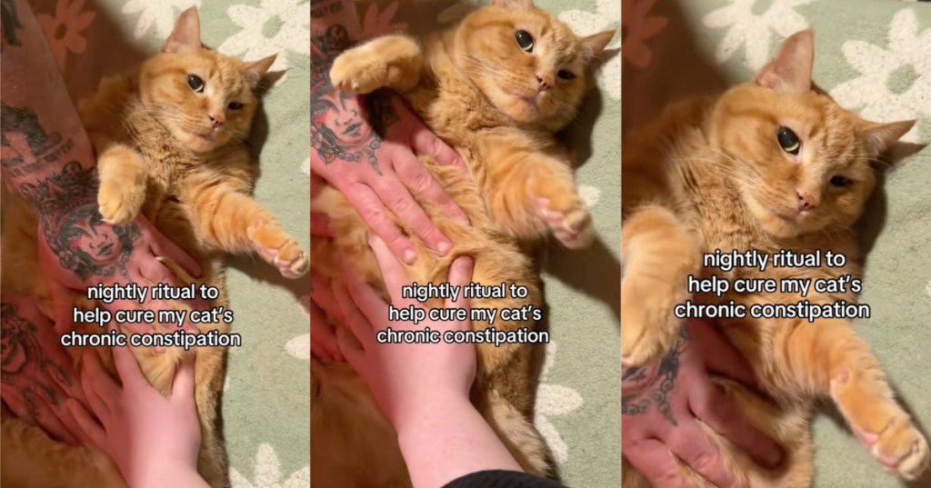 cat getting belly rubs