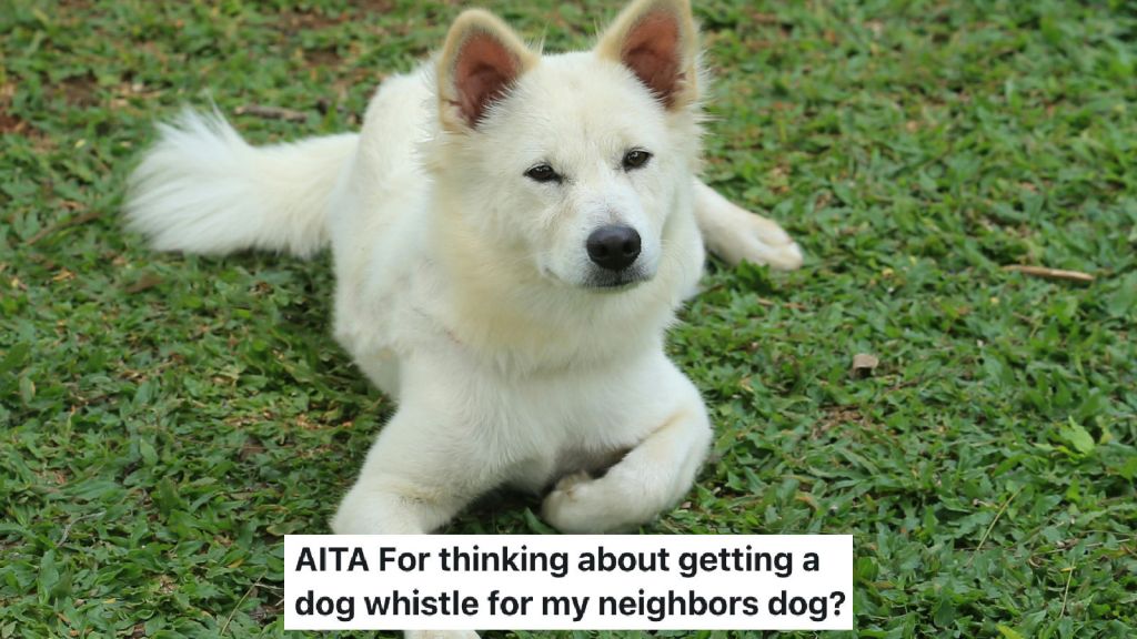 dog lying in the grass