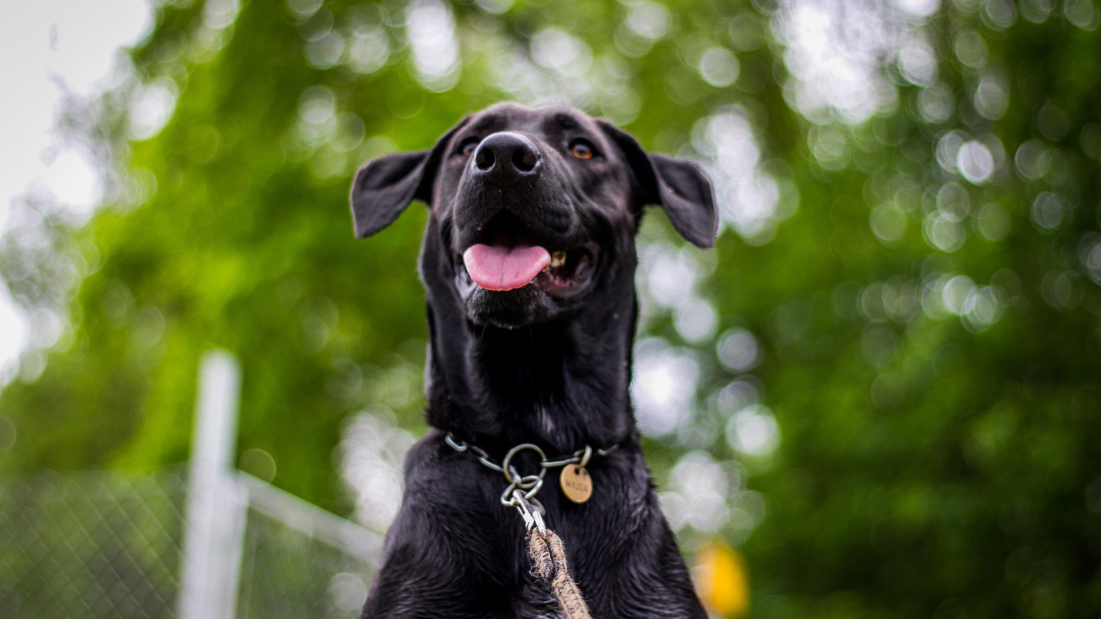 Dad Frustrated With Off Leash Dogs Starts Returning What They Leave in His Yard A black lab on a leash