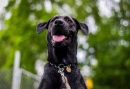 Dad Frustrated With Off-Leash Dogs Starts Returning What They Leave in His Yard