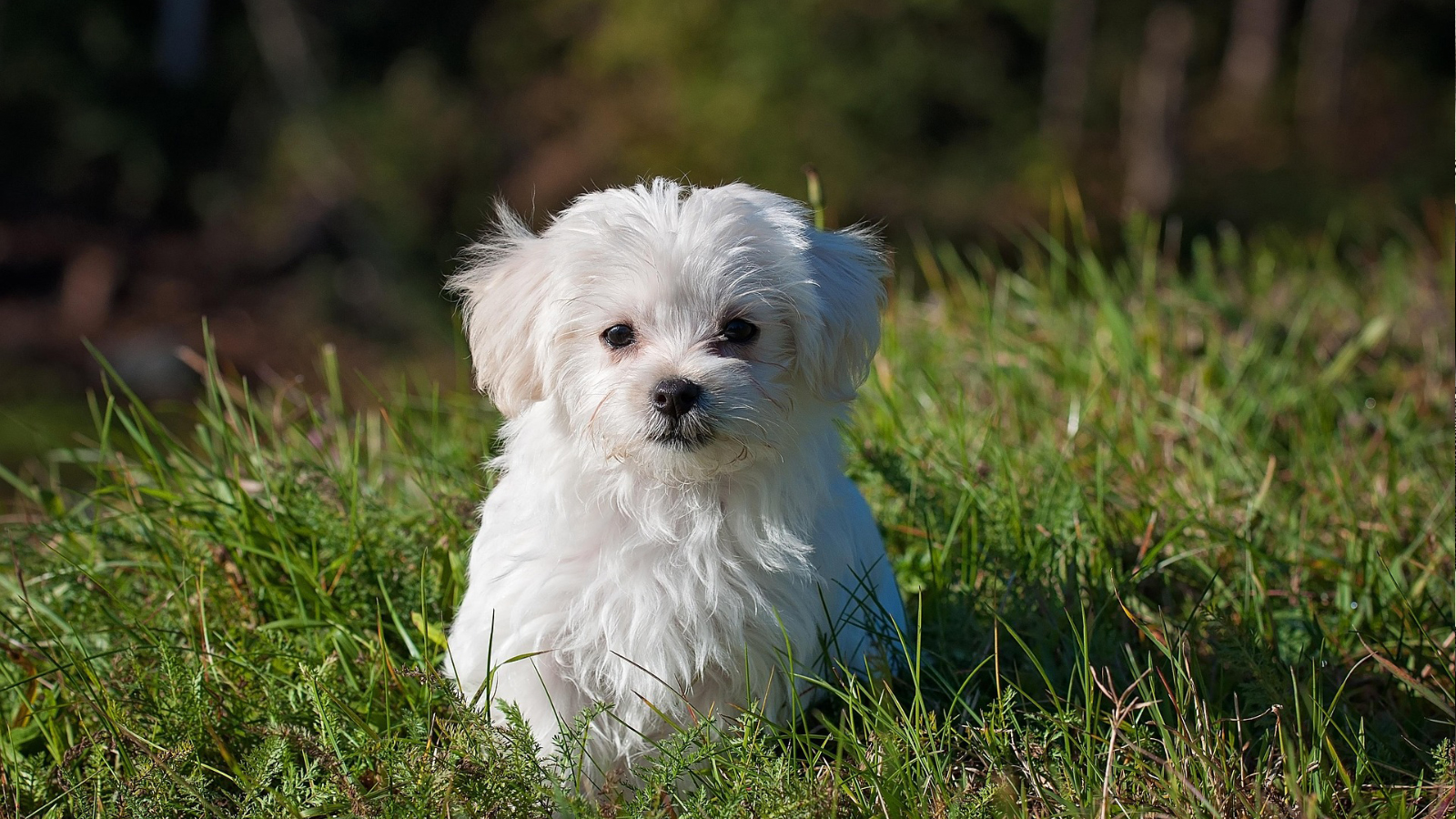 A small white dog sitting in grass