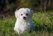 A Condo Resident Came Up With a Bold Plan After Repeated Problems With Dog Owners in the Neighborhood