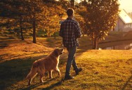“He Wasn’t Doing Anything”: Dog Owner Outraged After Stickler Neighbor Enforces the “Letter of the Law”