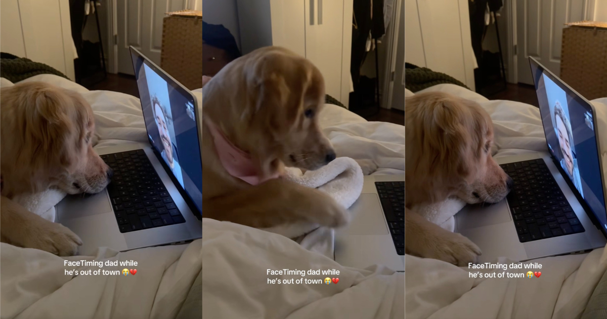 This Golden Retriever Has an Adorable Habit Whenever Her Dad Goes Out of Town dog on face time