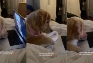 This Golden Retriever Has an Adorable Habit Whenever Her Dad Goes Out of Town