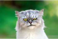 A Bossy Cat Rules The Neighborhood, But This Woman Is Happy To Be His Subject