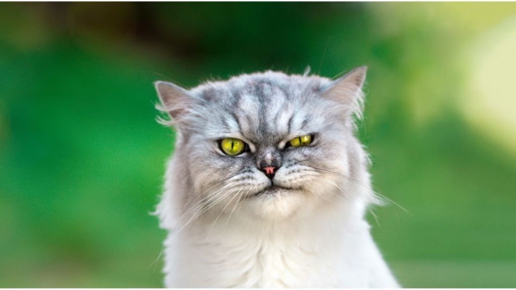 grumpy cat