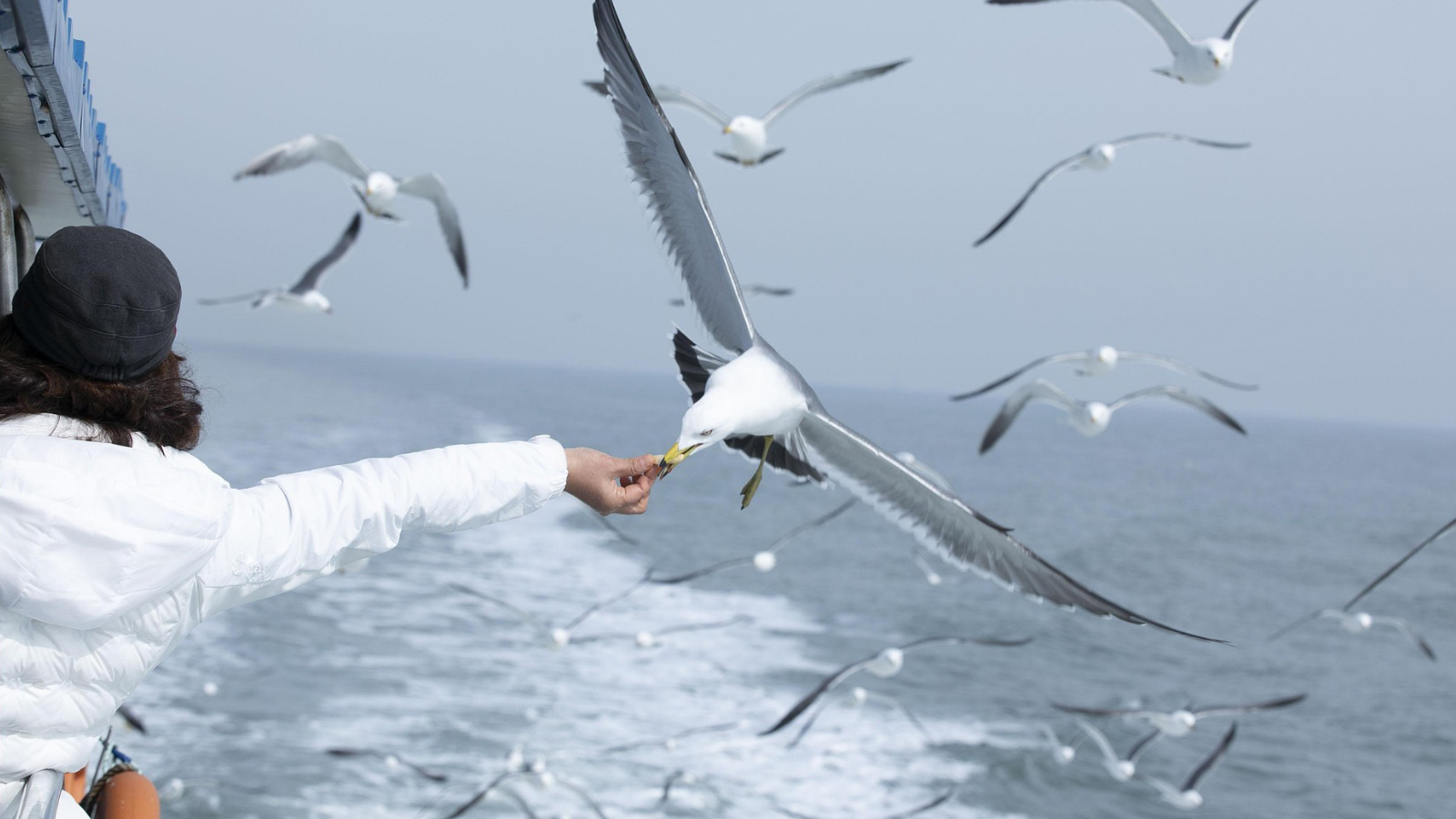 A person feeding a seagull midair