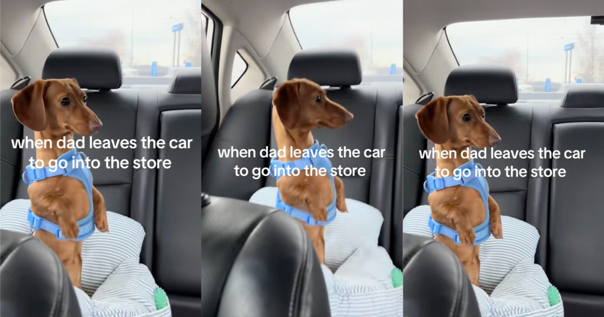 dog in a car