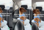 The Steering Wheel Solo: Why One Dachshund’s Hilarious Response to His Owner’s Absence Had Shoppers Stopping in Their Tracks