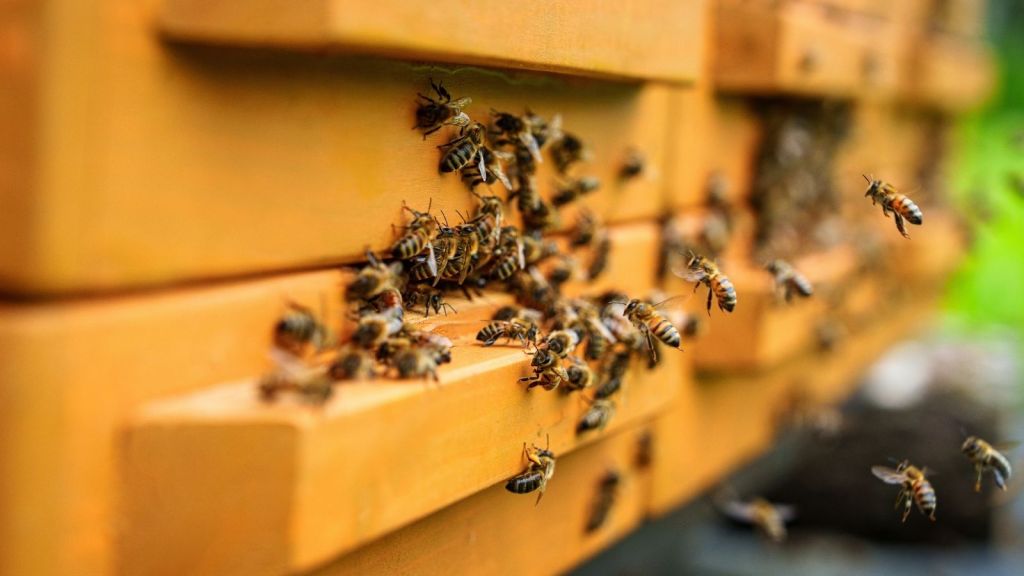 honeybees on a hive