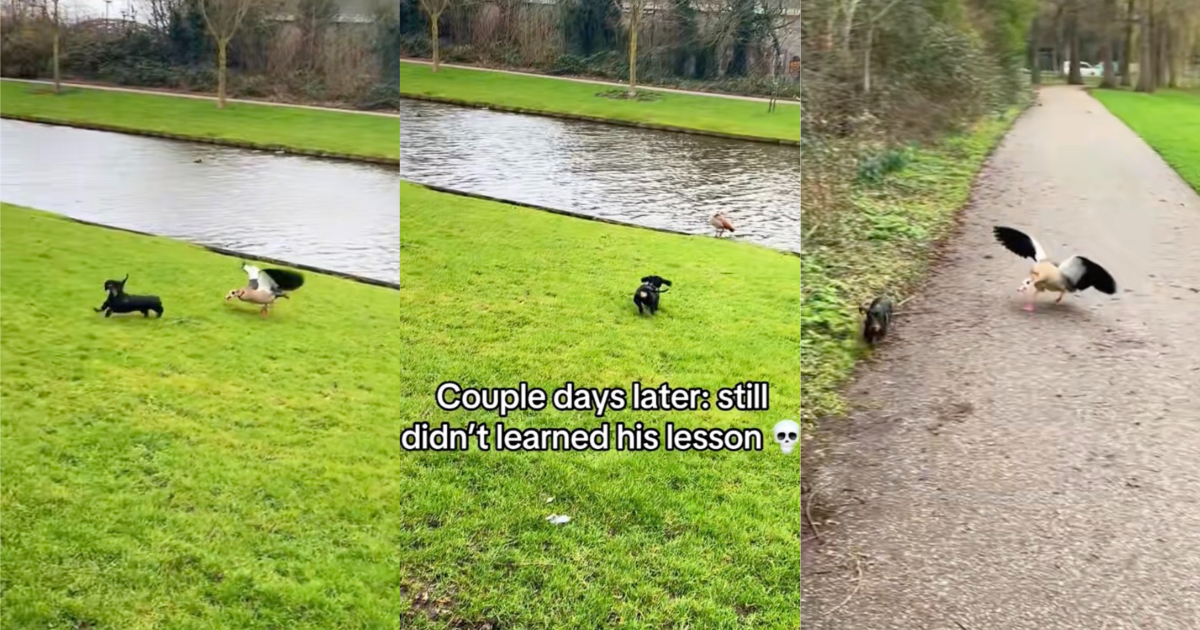 dog and a bird