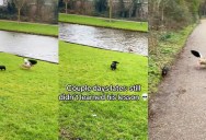 A Playful Puppy Learns a Lesson the Hard Way After Another Seagull Encounter