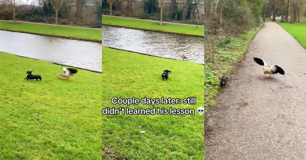 dog and a bird
