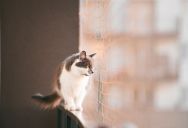 A Woman Watched Her Neighbor Leave a Kitten Alone on an Unsafe Balcony—and Now She’s Calling Animal Control