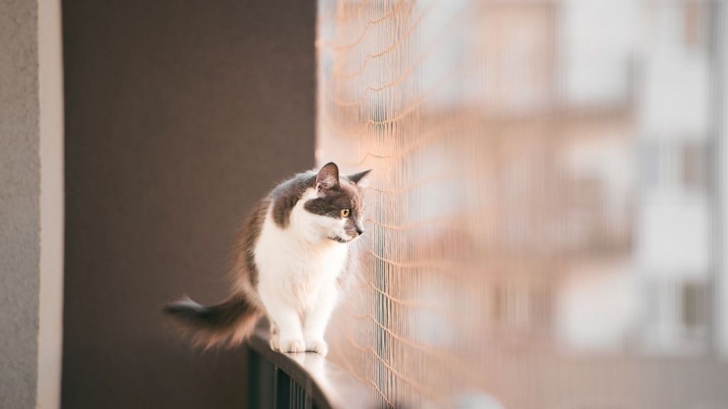 kitten on a balcony