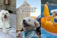 Nobody Wanted to Adopt This Senior Dog—Now He’s Living His Absolute Best Life With a Devoted New Owner