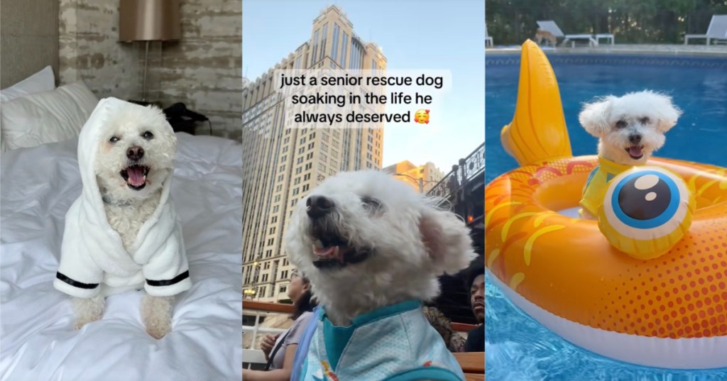 dog living his best life