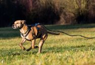 An HOA Board Member Spotted a Dog on the Loose and Issued a Fine Instead of Trying to Help Save It